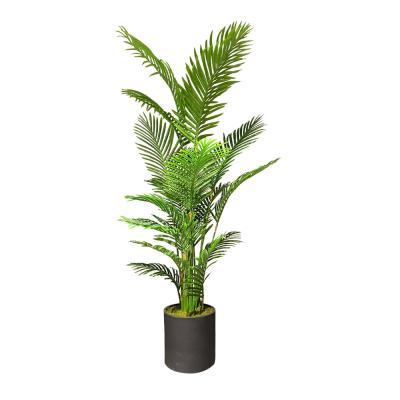 Areka Ağacı 180 CM